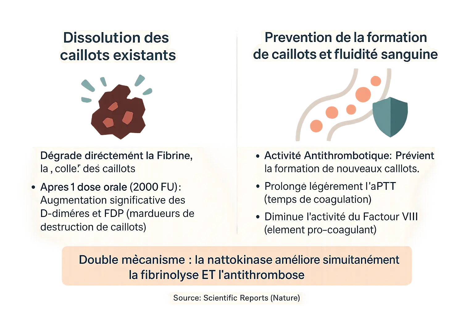 Mécanisme d'action de la nattokinase sur la fibrinolyse et l'antithrombose