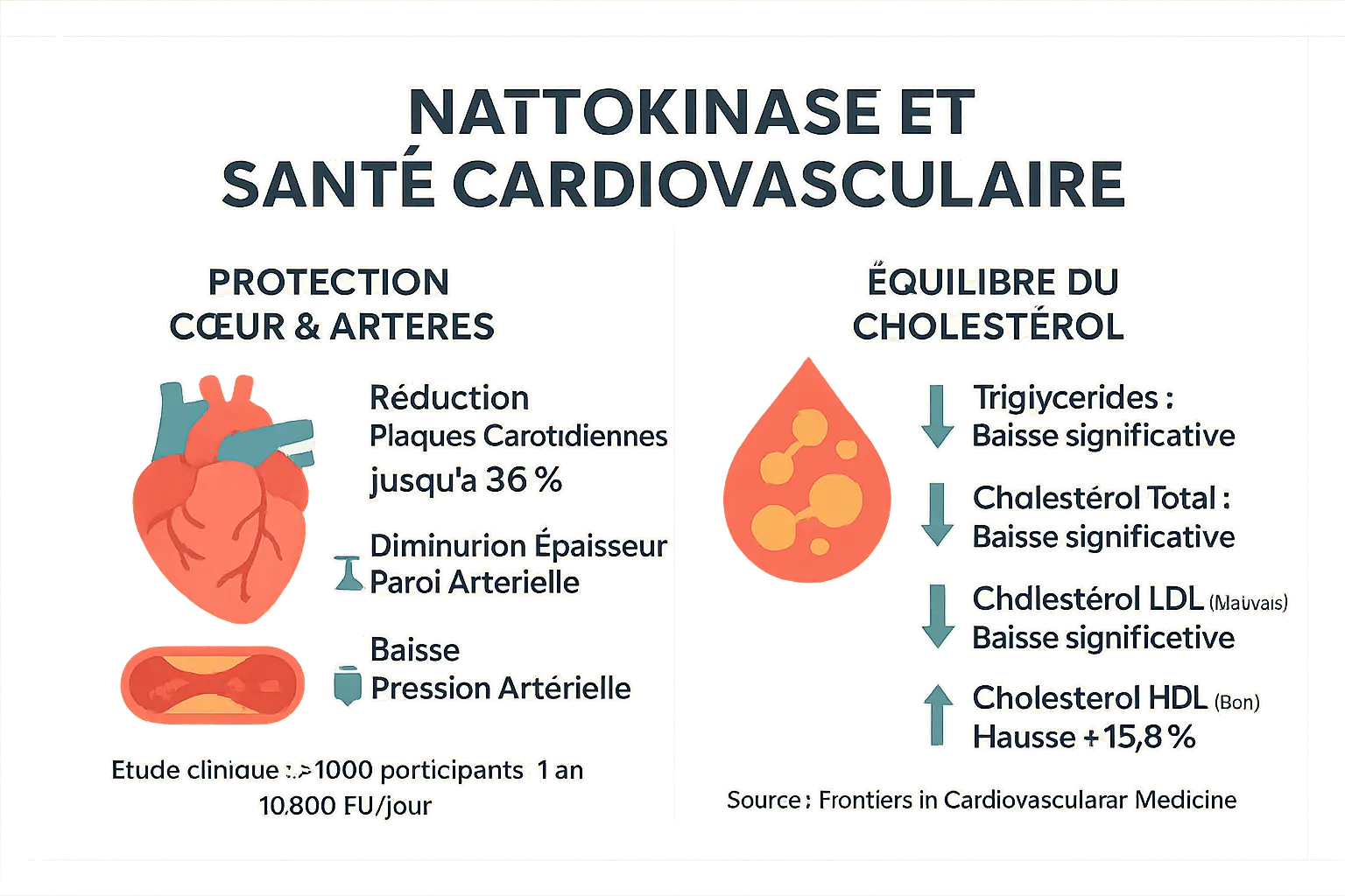 Schéma cardiovasculaire illustrant les effets de la nattokinase