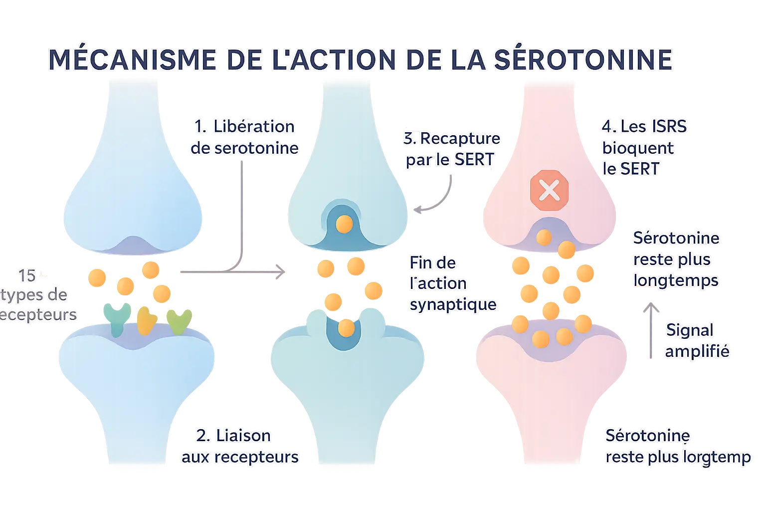 Schéma du mécanisme d'action de la sérotonine et des ISRS