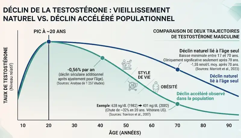 Infographie montrant le déclin de la testostérone avec l'âge et le déclin séculaire observé dans la population masculine
